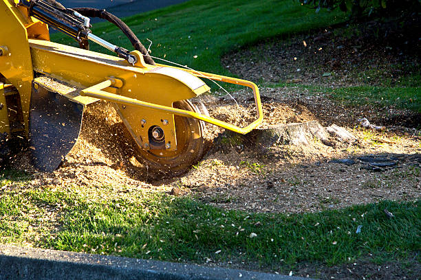 How Our Tree Care Process Works  in  Manhasset Hills, NY